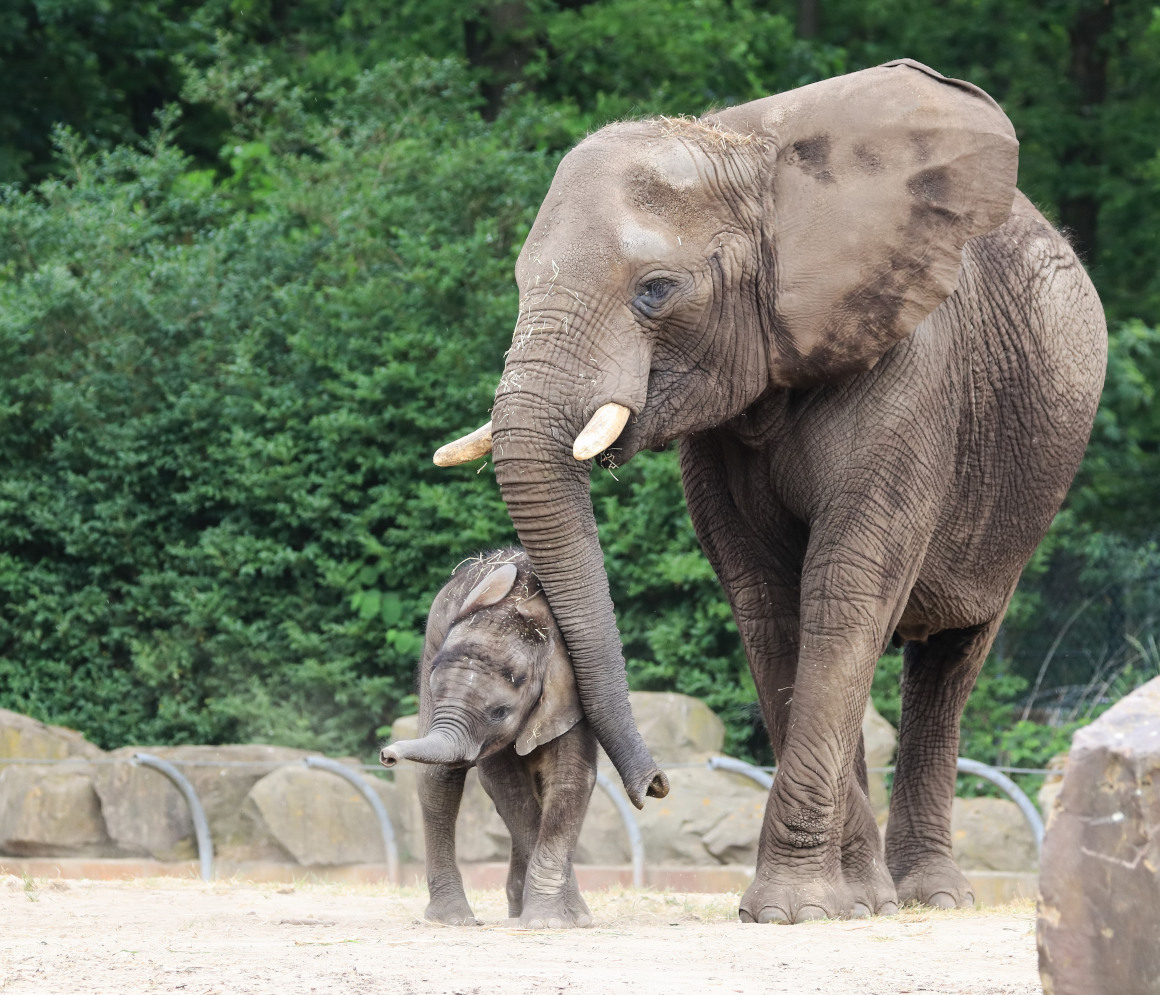 Dierentuin